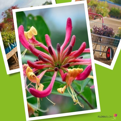 Lonicera Heckrottii American Beauty - Honeysuckle