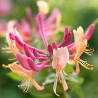 Lonicera heckrottii American Beauty - Honeysuckle