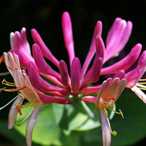 Caprifoglio Goldflame - Lonicera heckrottii