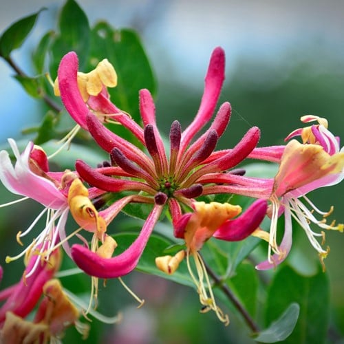 Caprifoglio di Henryi - Lonicera henryi