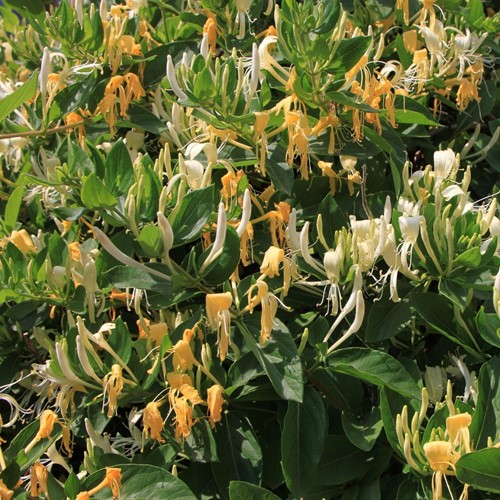 Lonicera japonica Hall's Prolific - Caprifoglio giapponese