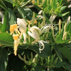 Lonicera periclymenum - Wilde kamperfoelie