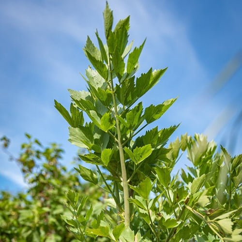 Levistico, Sedano di Monte - Levisticum Officinale