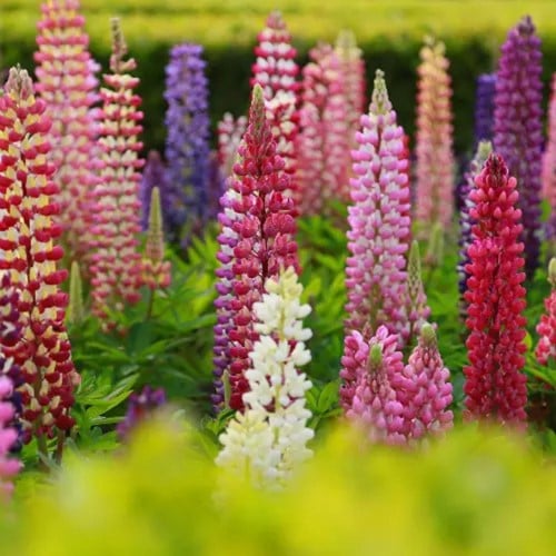 Assortimento di Lupini Gallery - Lupinus