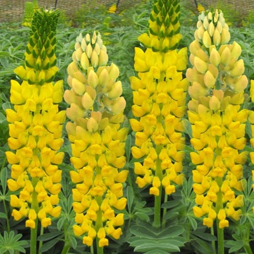 Lupino Gallery Yellow - Lupinus