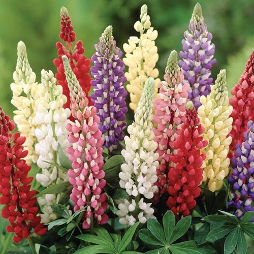 Lupino Minarette - Lupinus