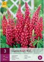 Lupine Rood - Lupinus Gallery-2