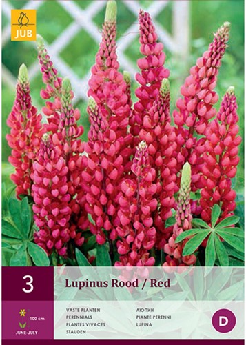 Lupine Rood - Lupinus Gallery-2