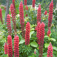 Lupine Rood - Lupinus Gallery