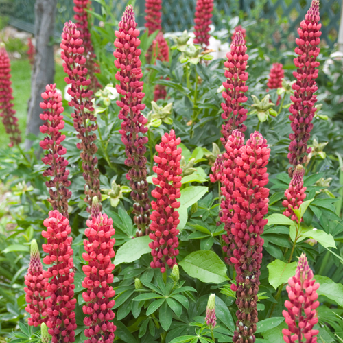 Lupino Rosso - Lupinus