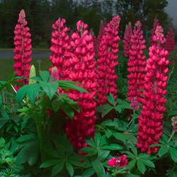 Lupino Gallery Red - Lupinus