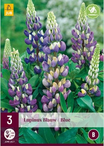 Lupino Blu - Lupinus