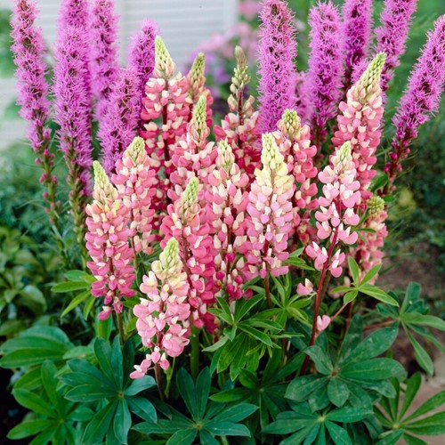 Lupino Gallery Pink - Lupinus