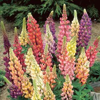 Lupin nano Minarette - Lupinus polyphyllus