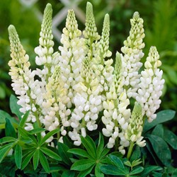 Lupino bianco - Lupinus