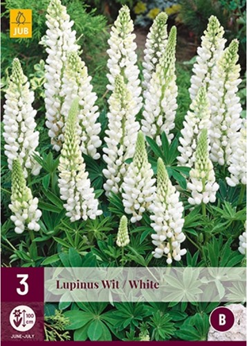 Lupino bianco (lupinus)