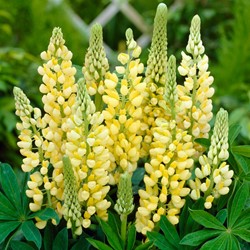 Lupinus Yellow - Lupin
