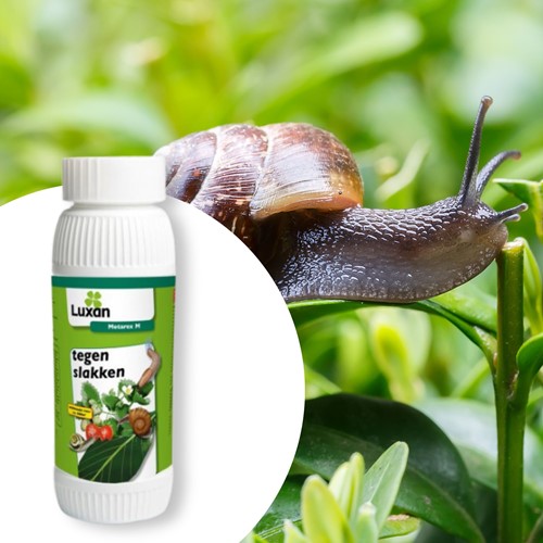 Metarex M granuli per lumache e chiocciole 250 gr. - Luxan