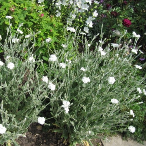 Lychnis coronaria Alba – Silene coronaria