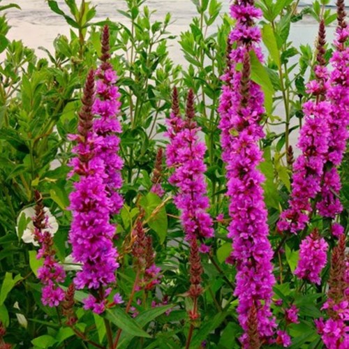 Salcerella Rosy Gem - Lythrum Salicaria (Confezione da 6)