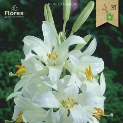 Lilium Candidum - Giglio della Madonna