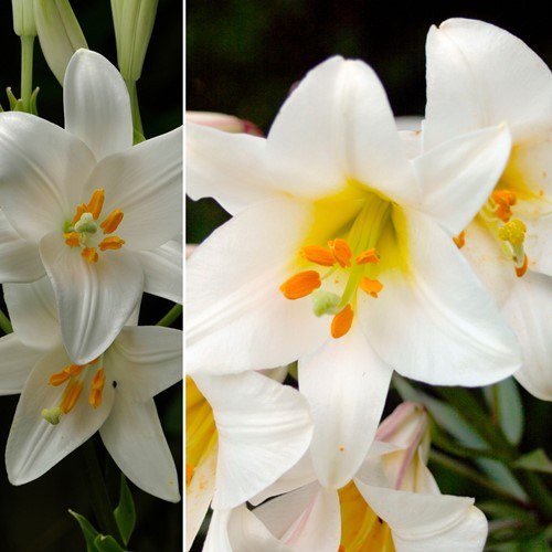 Giglio della Madonna - Lilium Candidum
