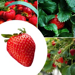 20x piante di Fragola Mara des Bois – Fragaria