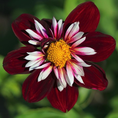 Dalia Mary Evelyn - Dahlia hortensis