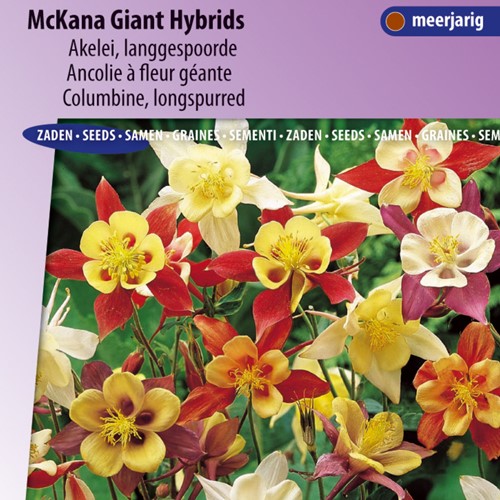 Colombina ‘MacKana Giant’ (Aquilegia)