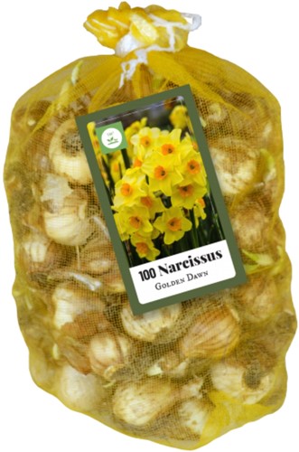 100 Narcissus multiflorale Golden Dawn - Narciso botanico (Confezione XL) 