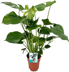 Monstera Deliciosa  - Ø19cm - 60cm