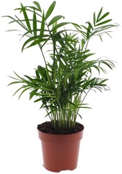 Chamaedorea Elegans - Mexicaanse Bergpalm - Ø12cm - 40cm