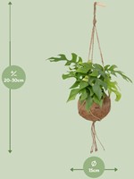 Kokodama Monstera Minima Hang - Ø15cm - 25cm-3