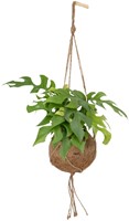 Kokodama Monstera Minima Hang - Ø15cm - 25cm