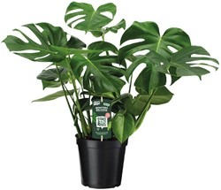Monstera Deliciosa  - Ø21cm - 65cm