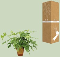 Monstera Minima - Ø15cm - 40cm-2