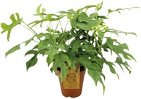 Monstera Minima - Ø15cm - 40cm