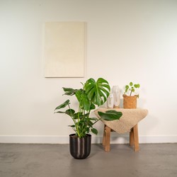 Monstera Deliciosa- 80cm - Ø21cm + Pot Mayk Lead 