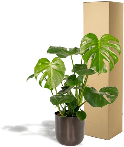 Kokodama Monstera Minima Hang - Ø15cm - 25cm-2