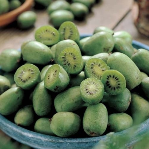 Mini Kiwi Issai - Actinidia arguta