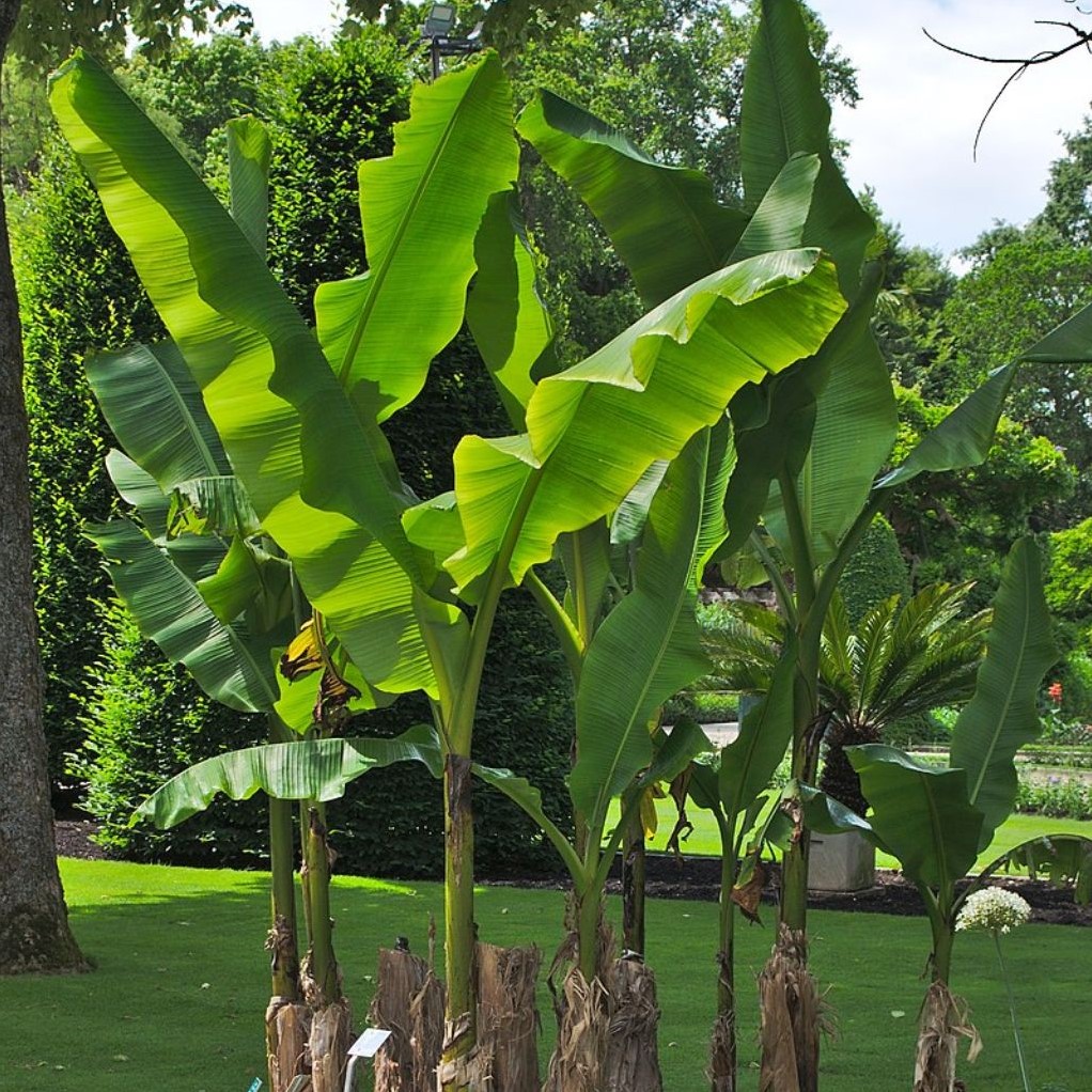 acquistare-banano-giapponese-musa-basjoo-ordinate-online-su-florablom