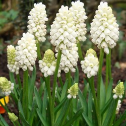 Muscari botryoides Album - Giacinto a grappolo bianco
