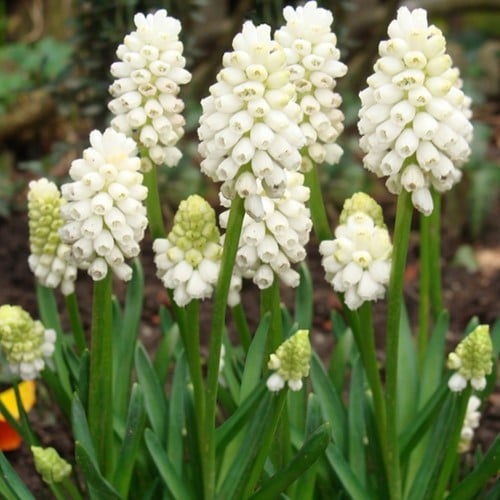 Muscari bianchi 'Album' (Muscari Botryoides)