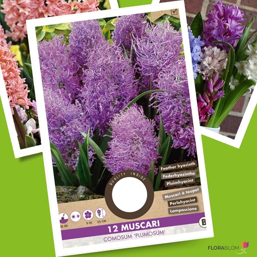 Muscari comosum Plumosum - Lampascione