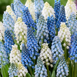 Mix Muscari - Giacinto a grappolo (confezione grande)