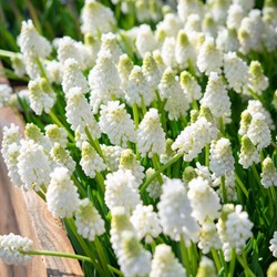 Giacinto a grappolo White Magic – Muscari (Confezione XL)
