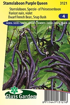 Fagiolo Nano Purple Queen - Phaseolus Vulgaris