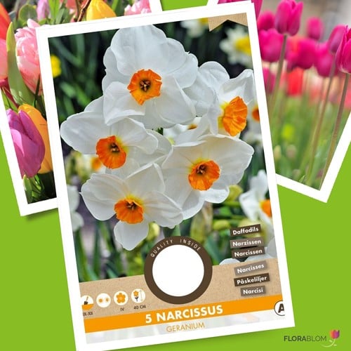 Narciso Geranium - Narcissus