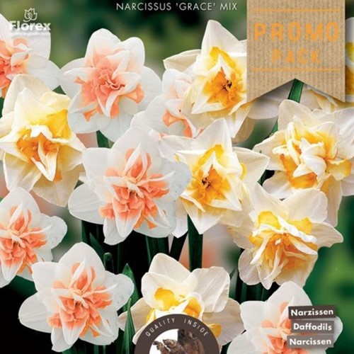 Assortimento bulbi di narciso ‘Perfect Match’