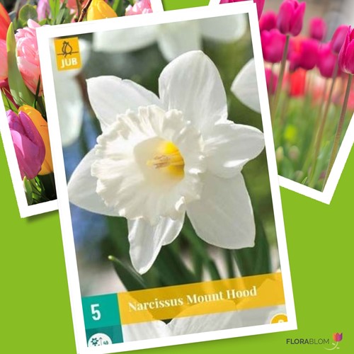 Narciso Mount Hood - Narcissus